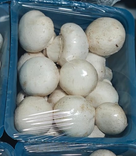 Mushroom (01 Pkt) 